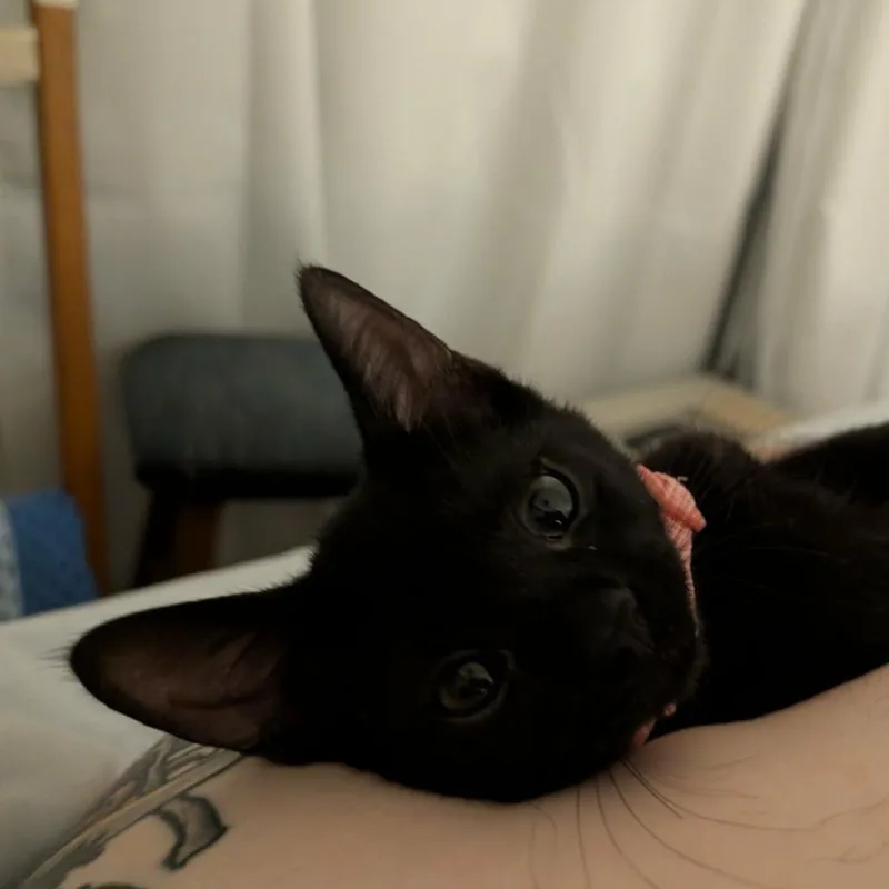 A baby small-sized female Black Domestic Short Hair cat named Maraschino Cherry for adoption in Evanston, IL