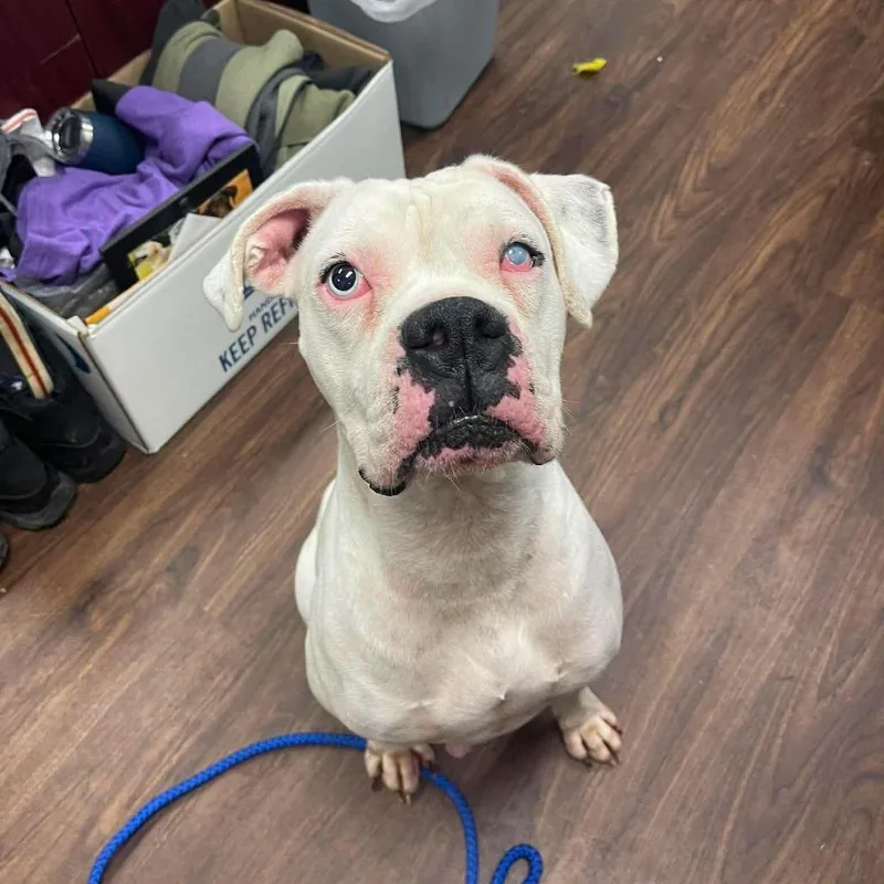 An adult large-sized male Boxer dog named Tater for adoption in Mooresville, NC