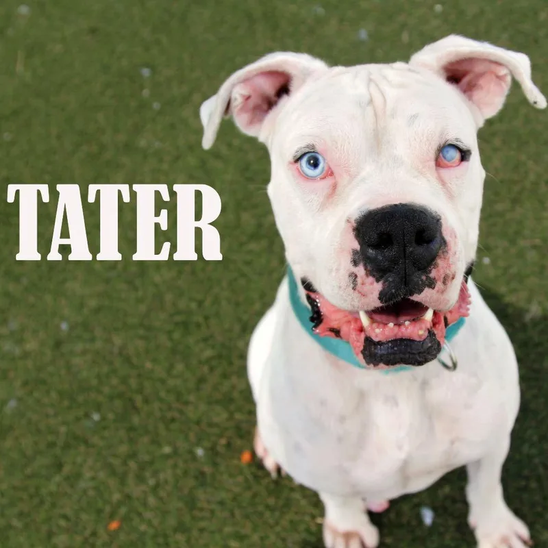 Tater thumbnail 2