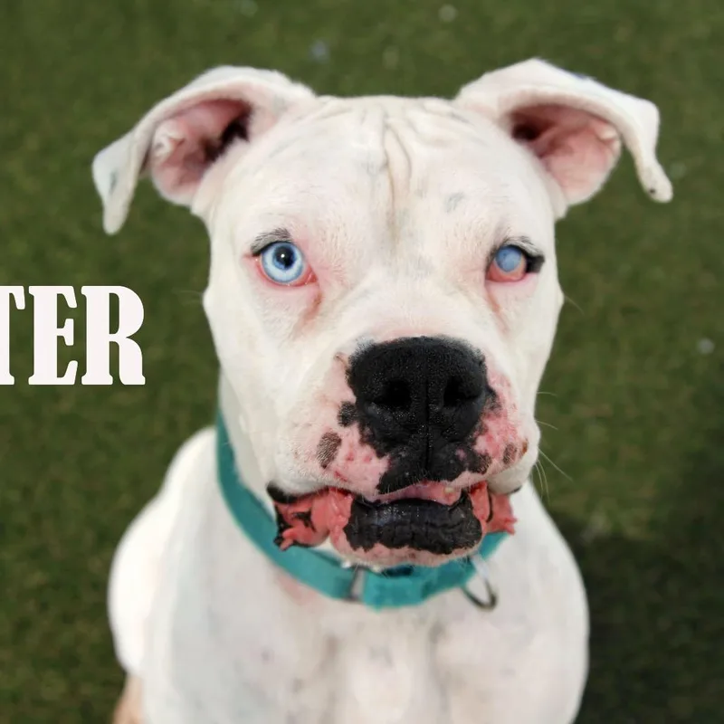 Tater thumbnail 3