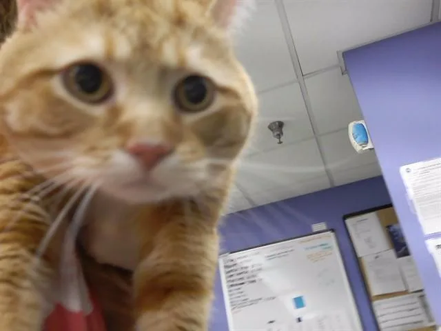 A young small-sized male Domestic Short Hair cat named Pineapple for adoption in Omaha, NE