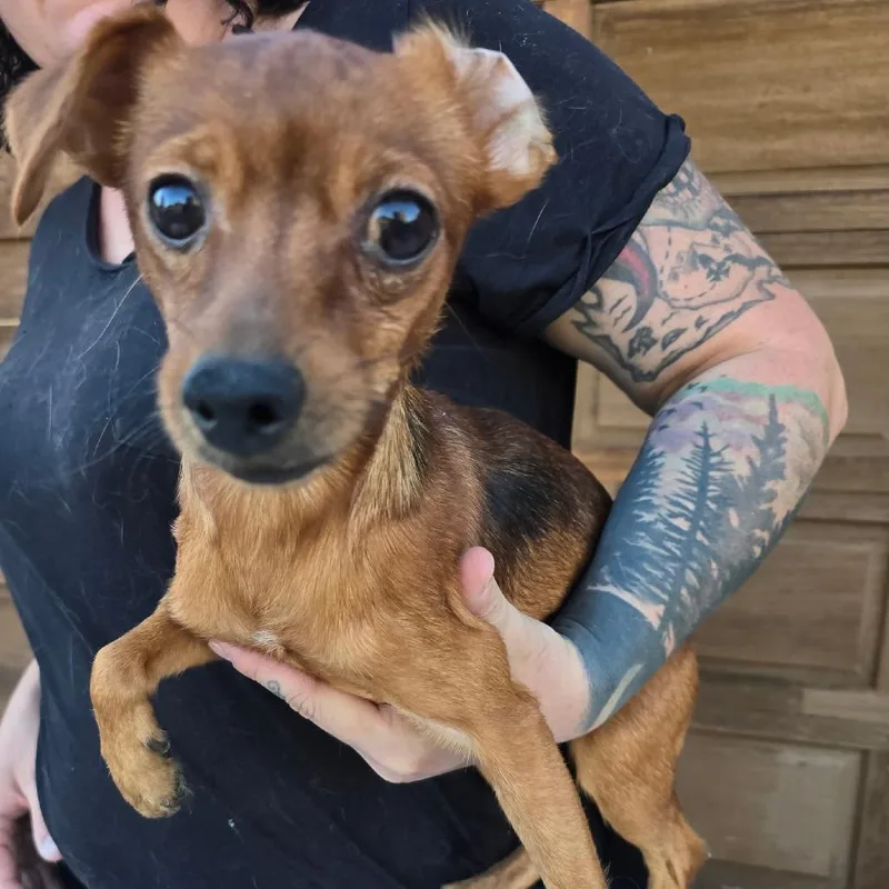 A young small-sized male Chihuahua dog named Wolfie for adoption in Klamath Falls, OR
