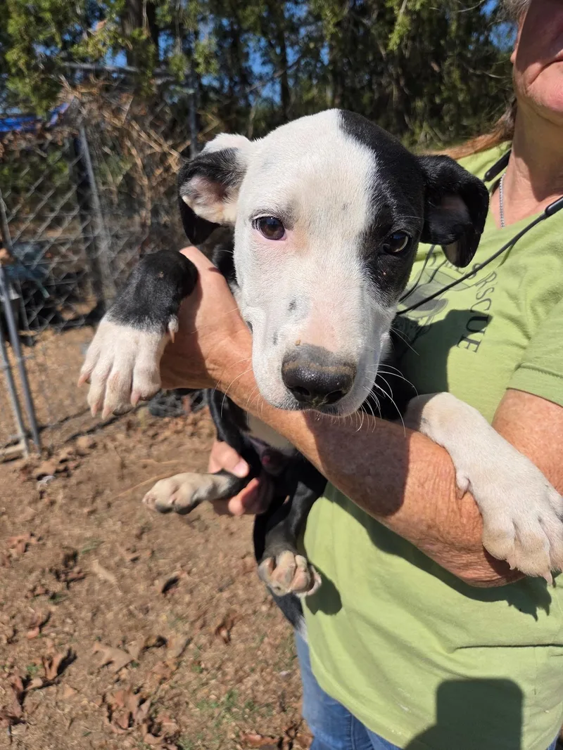 A baby medium-sized male Border Collie dog named Busy Bee for adoption in Zimmerman, MN