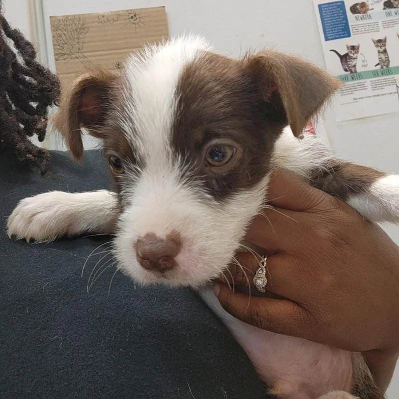 Melo