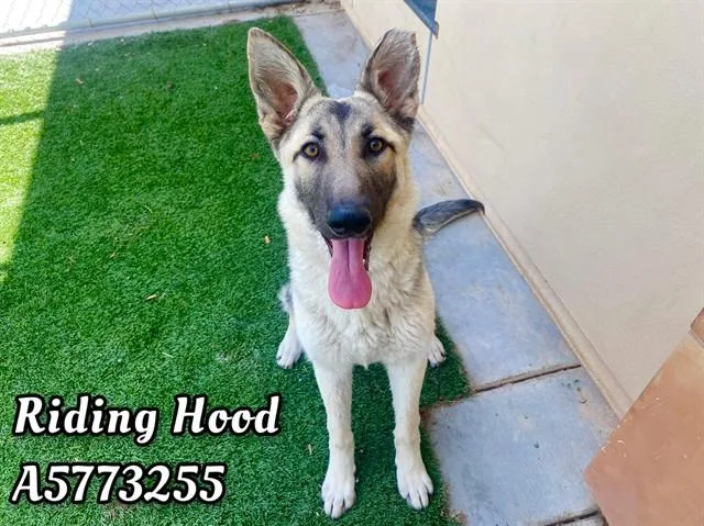 A young large-sized female German Shepherd Dog dog named Riding Hood for adoption in Castaic, CA
