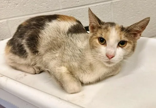 A young medium-sized female Domestic Short Hair cat named Turbo for adoption in Derwood, MD