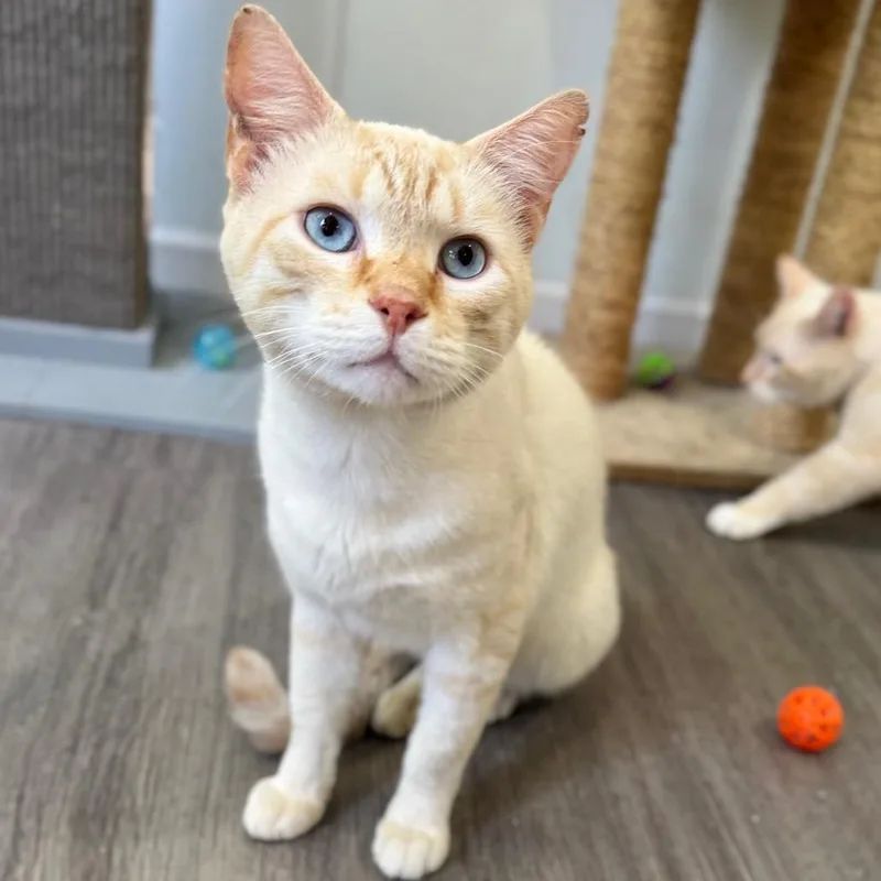An adult large-sized male Flame Point Domestic Short Hair cat named Bran the Bloodthirsty for adoption in Fredericksburg, VA