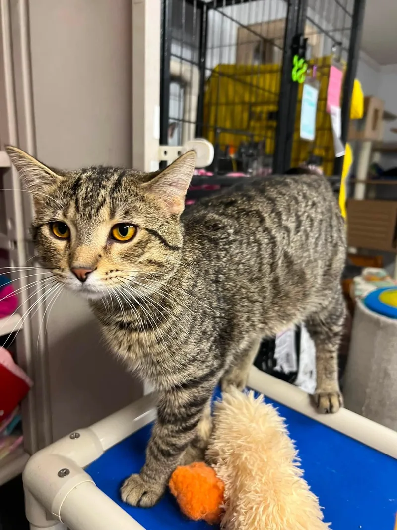 A young medium-sized male Tabby (Brown / Chocolate) Tabby cat named Keifer for adoption in New Richmond, WI