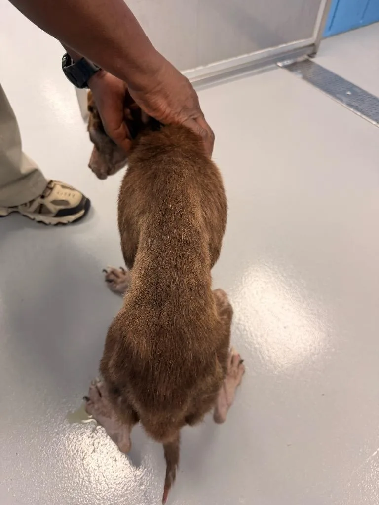 A baby medium-sized female Labrador Retriever dog named Godiva for adoption in Hartsville, SC