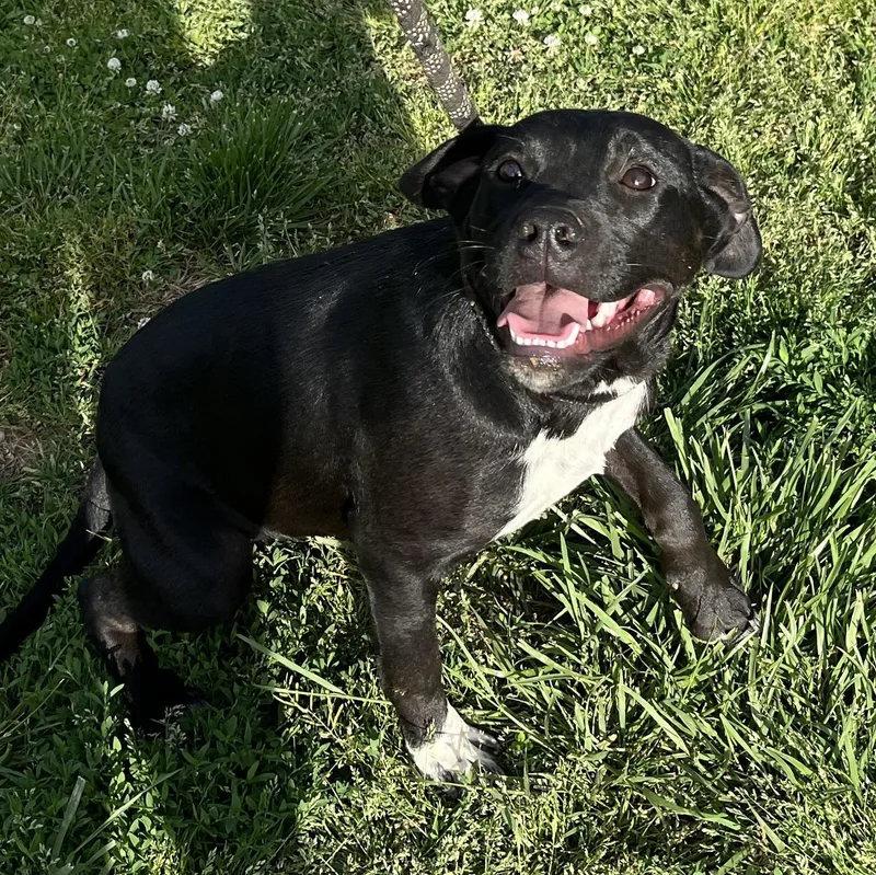 A baby large-sized female Black Mastiff dog named Briley for adoption in McKenzie, TN