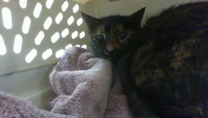 An adult large-sized female Domestic Short Hair cat named Arya for adoption in Charlotte, NC
