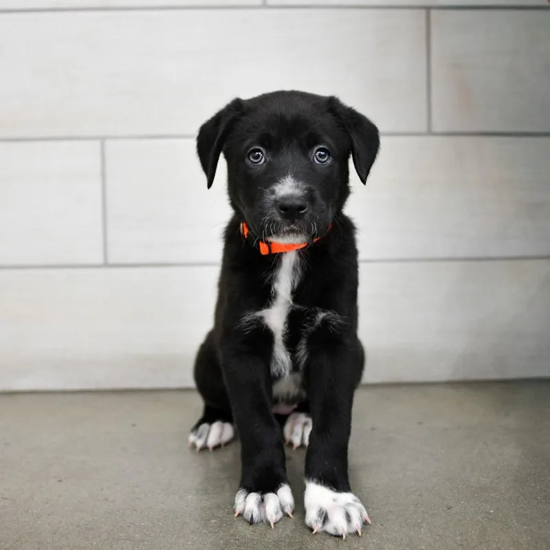 A baby small-sized female Pit Bull Terrier dog named Mocha for adoption in West Jordan, UT