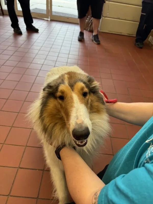 An adult large-sized female Collie dog named Colleen for adoption in Salisbury, MD