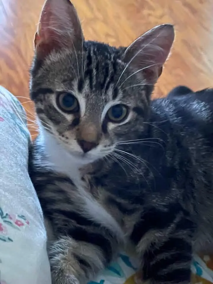 A baby medium-sized male Tabby (Brown / Chocolate) Domestic Medium Hair cat named Calle for adoption in Calera, AL