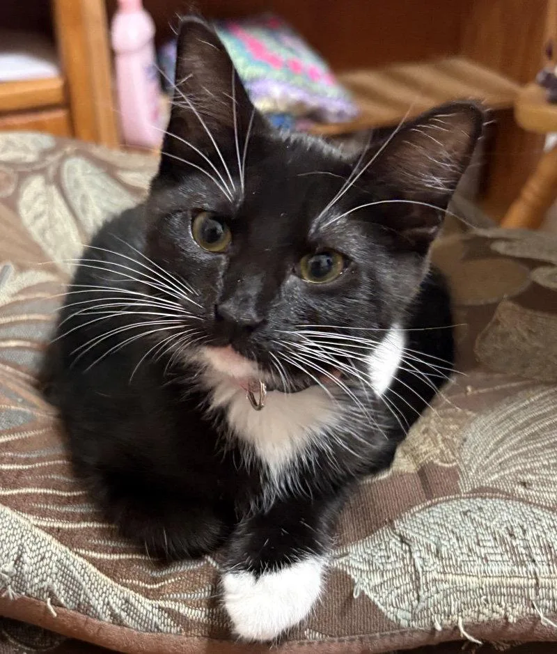 A baby medium-sized female Black & White / Tuxedo Domestic Short Hair cat named Suzy Q for adoption in Ventura, CA