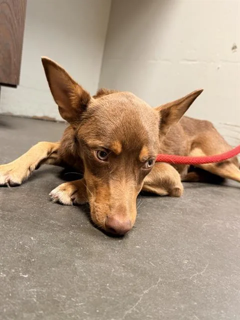 A young medium-sized male Doberman Pinscher dog named Phillip for adoption in Santa Cruz, CA