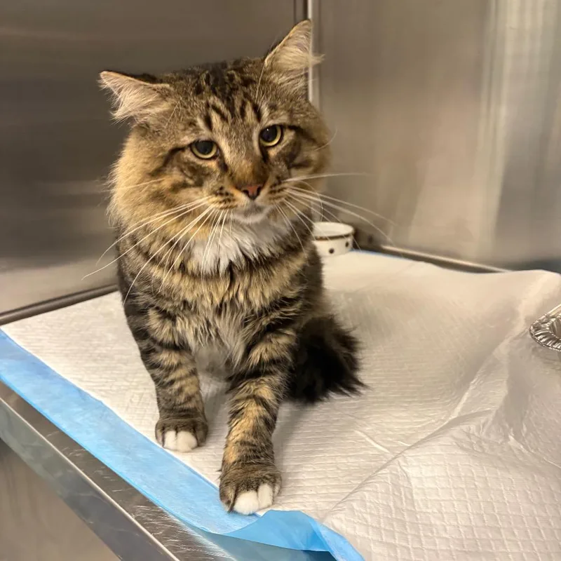 An adult large-sized male Domestic Short Hair cat named Atom for adoption in Greensboro, NC