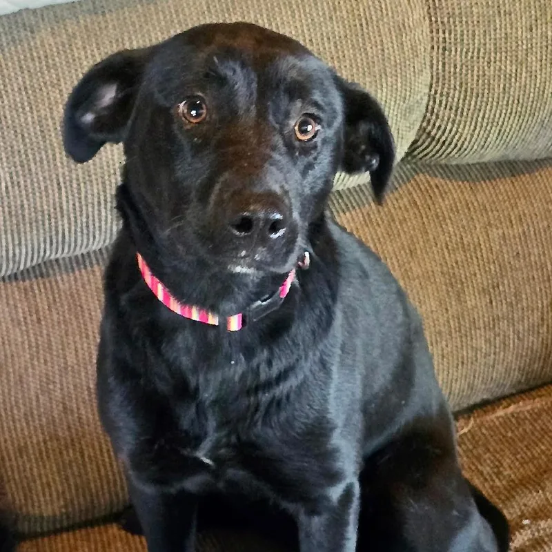A young medium-sized female Black Labrador Retriever dog named Miley s for adoption in Sequatchie, TN