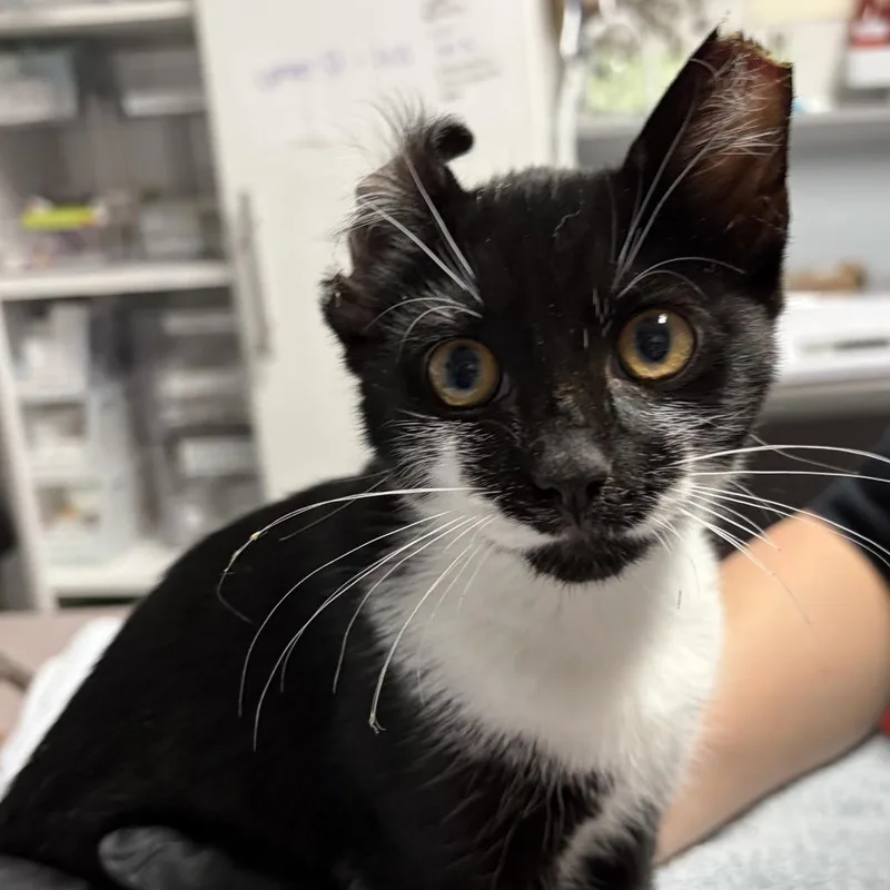 A young medium-sized female Black Domestic Short Hair cat named Irideamotorcycle for adoption in Durham, NC
