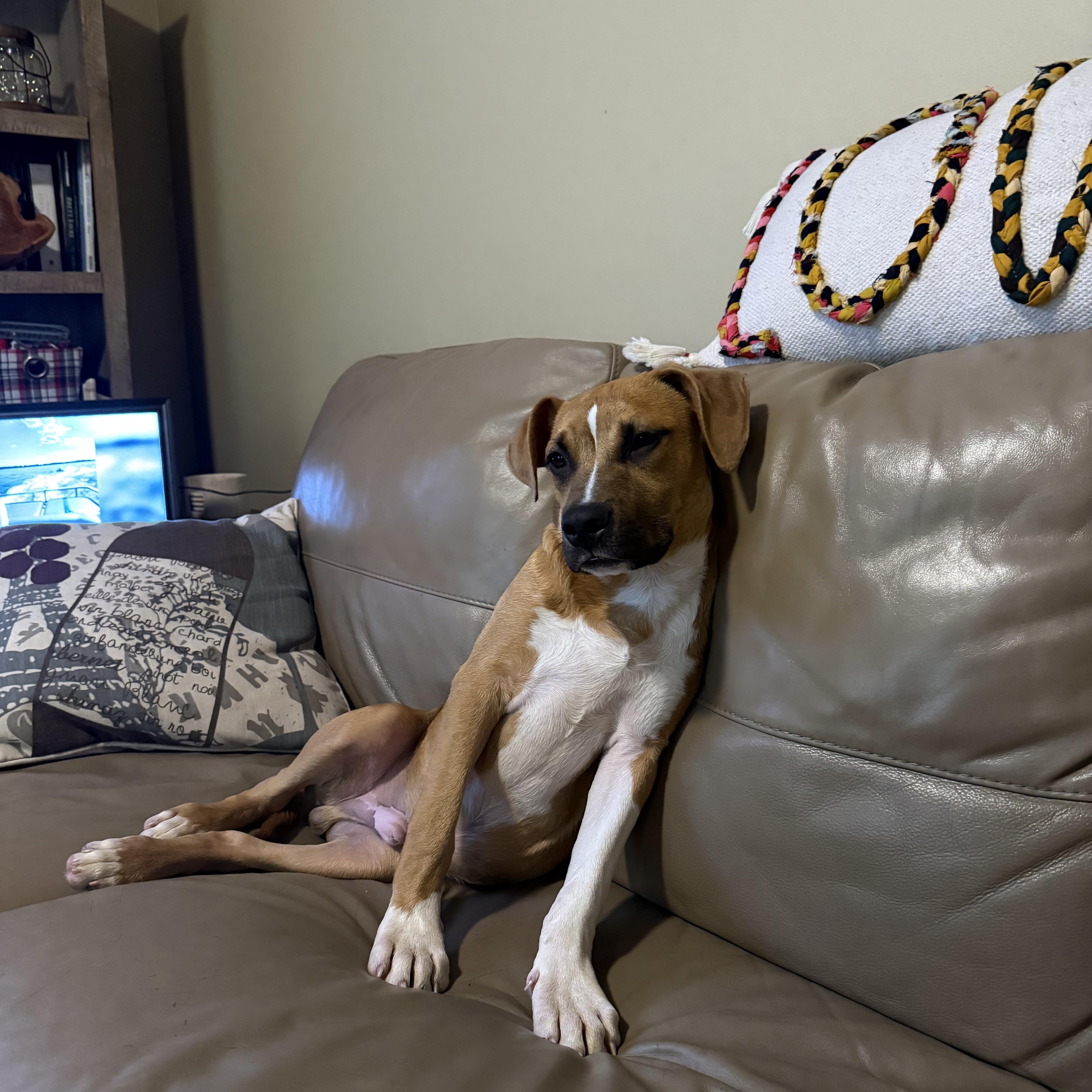 A young medium-sized male Mixed Breed dog named Ollie for adoption in Monona, WI