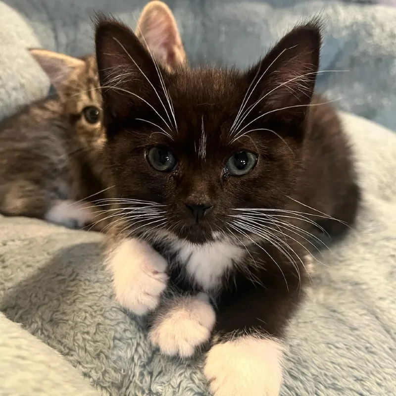 A young medium-sized female Black & White / Tuxedo Domestic Short Hair cat named Pen for adoption in Evanston, IL