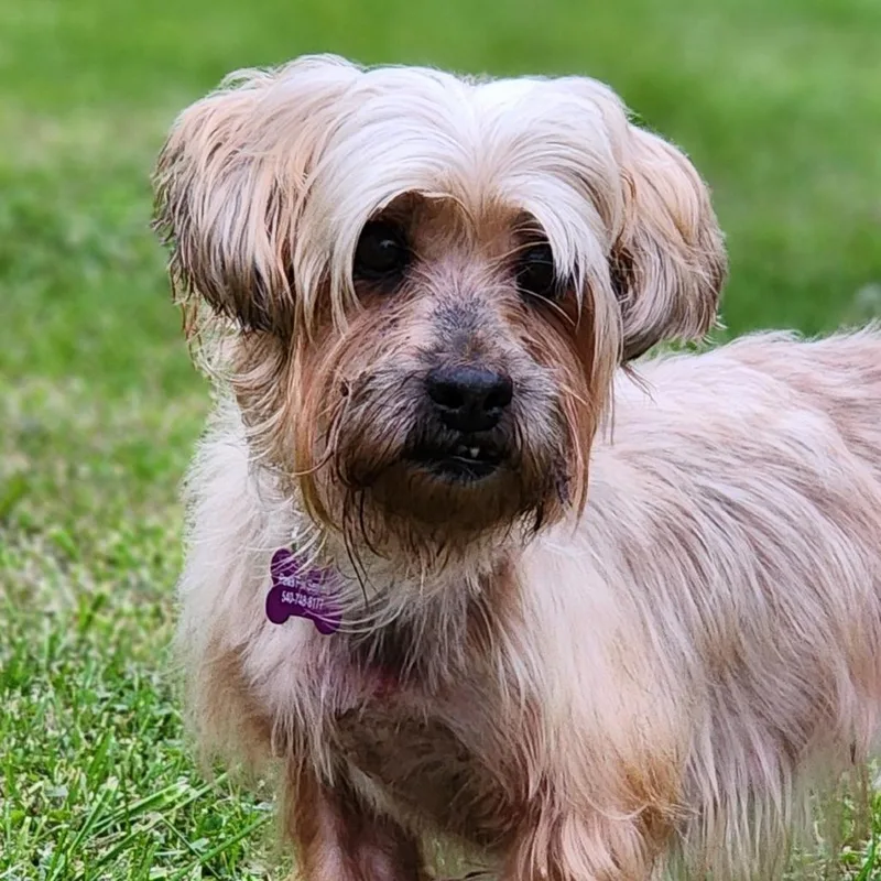 A senior small-sized female Yellow / Tan / Blond / Fawn Terrier dog named Clementine for adoption in Toms Brook, VA