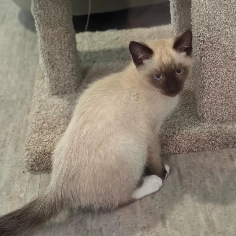 A baby small-sized male Gray / Blue / Silver Siamese cat named Jellybean for adoption in Muncie, IN