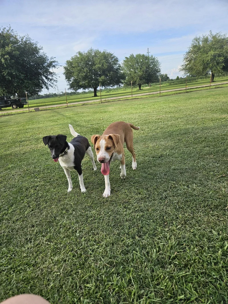 Dakota  part dog thumbnail 3