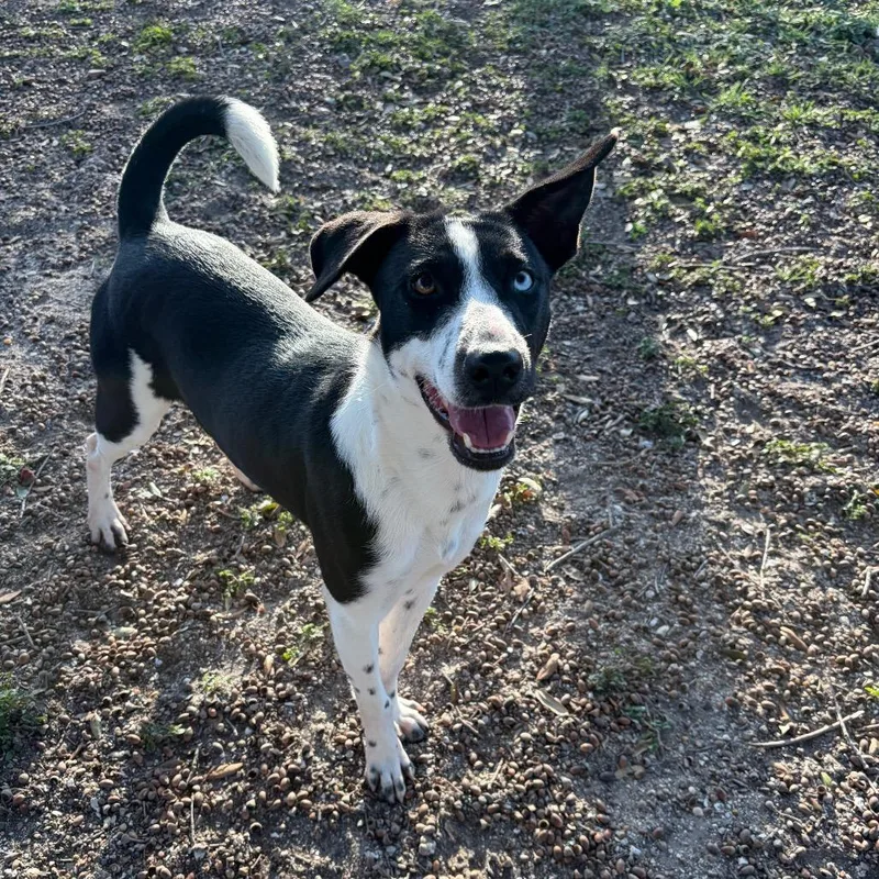 A young medium-sized female Black Mixed Breed dog named Shasta for adoption in Corpus Christi, TX