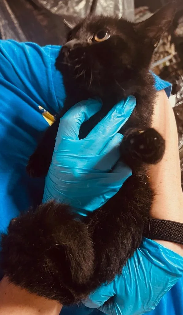 An adult medium-sized female Domestic Short Hair cat named Michaelangelo for adoption in Richland Hills, TX