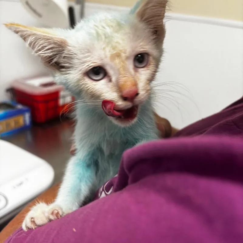 A baby small-sized male Domestic Short Hair cat named Blu for adoption in Tulsa, OK