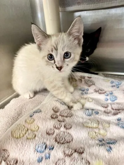 A baby small-sized female Domestic Short Hair cat named Teagan for adoption in Munster, IN