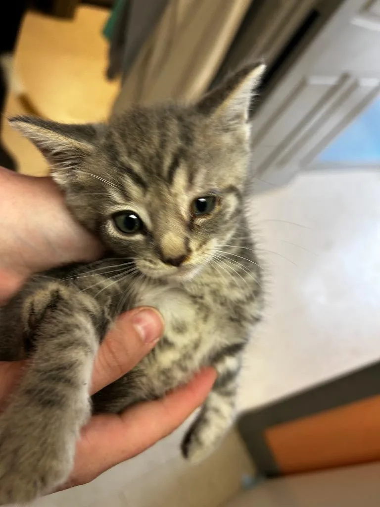 A baby medium-sized male Domestic Short Hair cat named Dragon Fly for adoption in Morgantown, KY