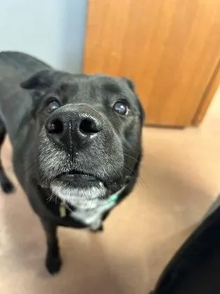 An adult large-sized female Black Border Collie dog named Tilly for adoption in Rapid City, SD