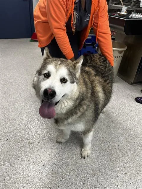 An adult extra large-sized male Alaskan Malamute dog named Leonidas for adoption in Tallahassee, FL
