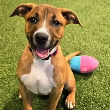 A young medium-sized female Mixed Breed dog named Light Fury for adoption in Racine, WI