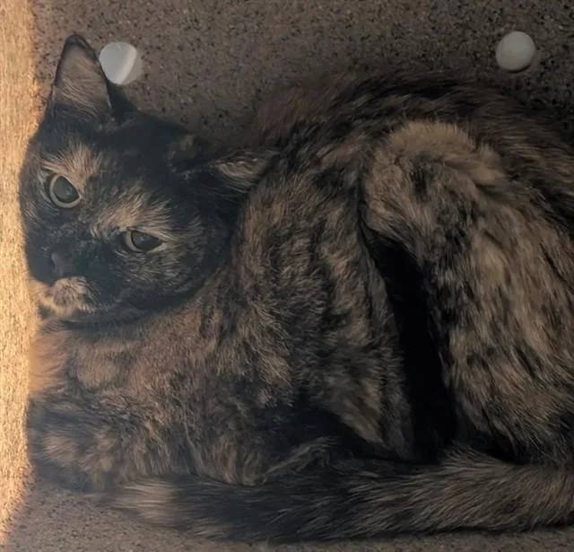 A young medium-sized female Domestic Short Hair cat named Peanut Butter for adoption in Anchorage, AK