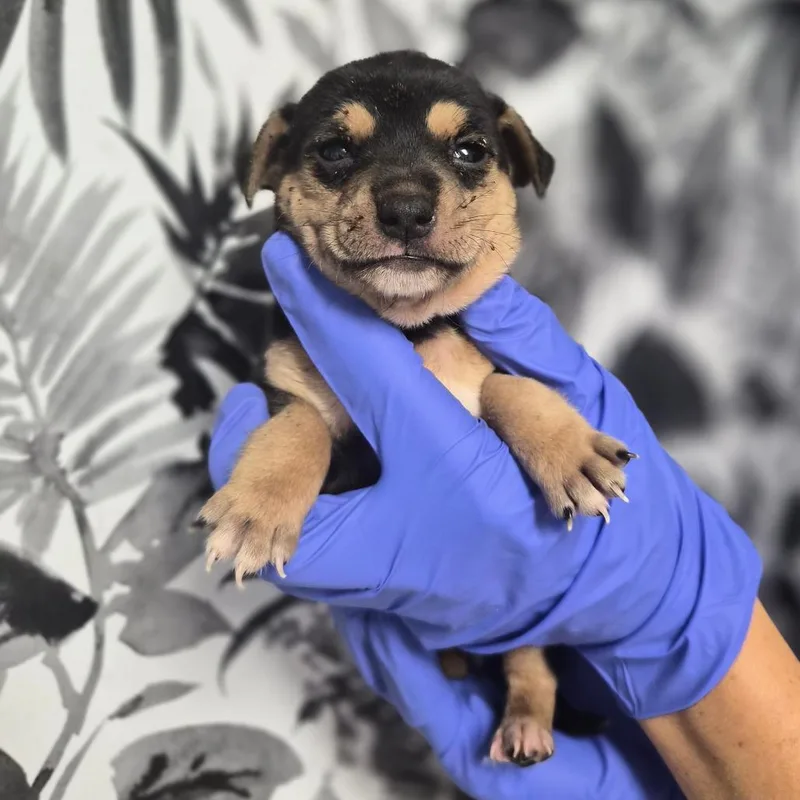 A baby small-sized female Shepherd dog named Martha for adoption in Wahiawa, HI