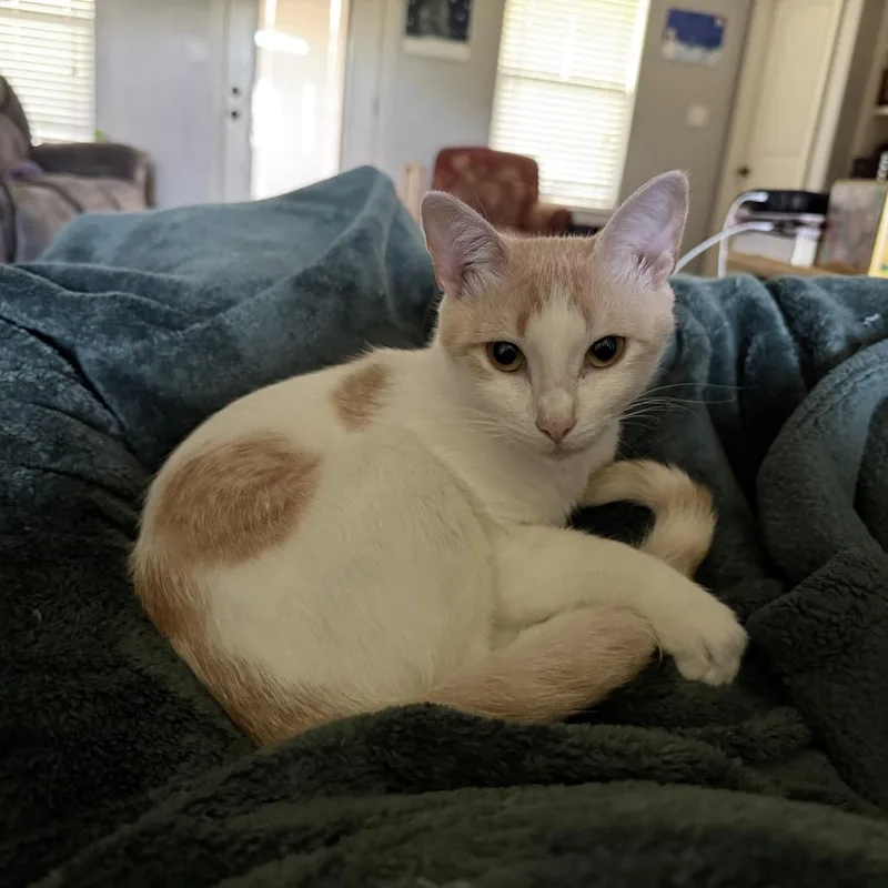 A young small-sized female Orange / Red Domestic Short Hair cat named Yzma for adoption in Port Neches, TX