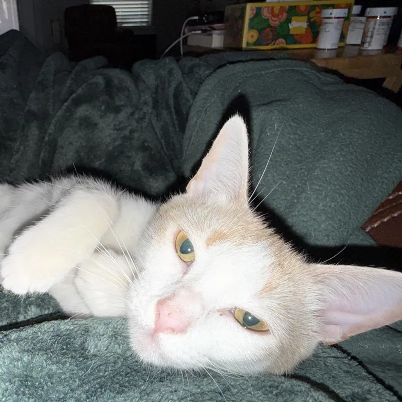 Yzma thumbnail 3