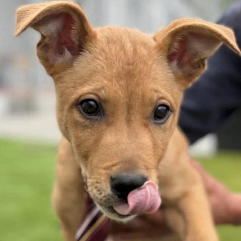 A baby medium-sized male Golden Mixed Breed dog named Waffles for adoption in Warren, OH