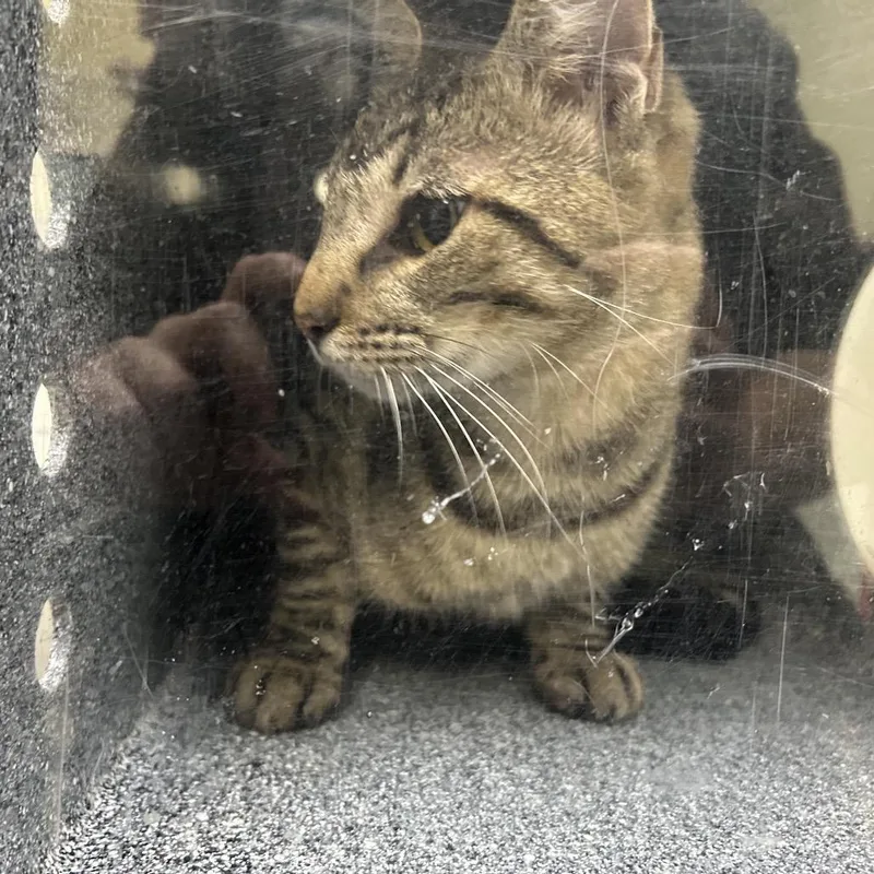 A young medium-sized male Gray / Blue / Silver Domestic Short Hair cat named Saige for adoption in Galveston, TX