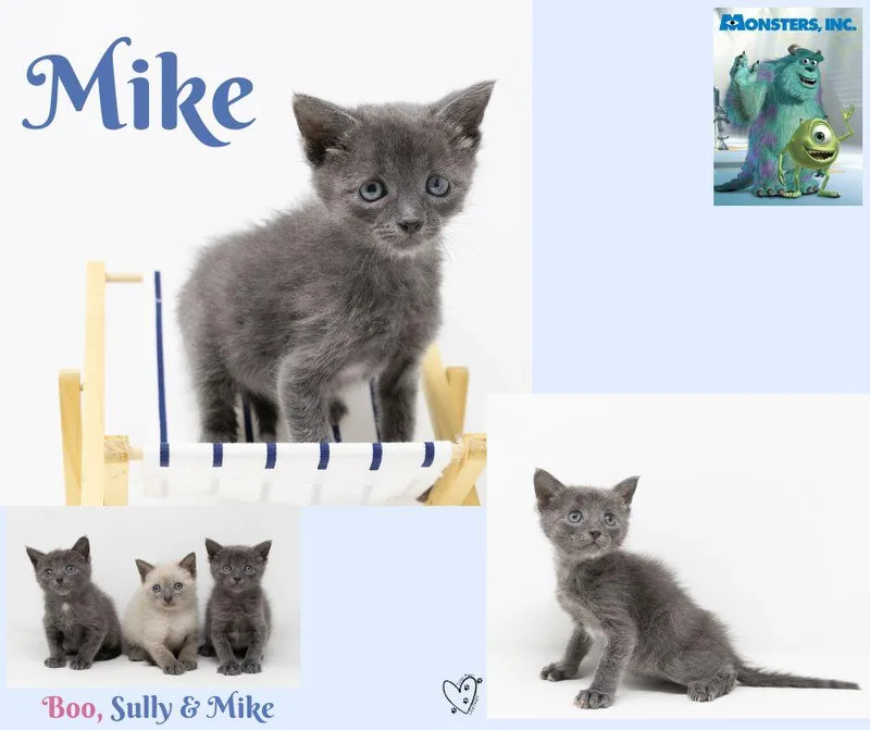 Mike thumbnail 5