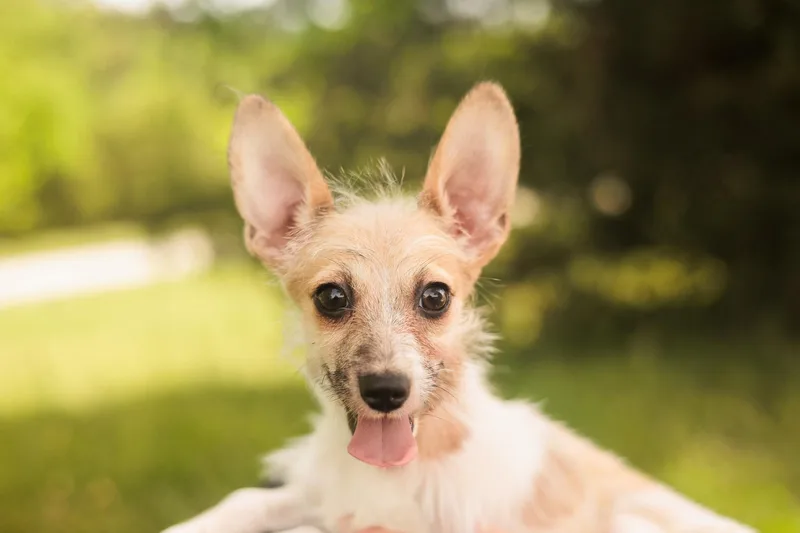 A baby small-sized female White / Cream Chihuahua dog named Mable Transport for adoption in Gradyville, KY
