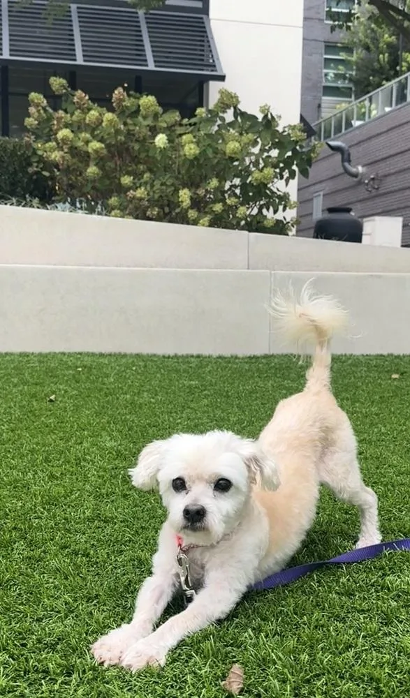 An adult small-sized male White / Cream Poodle dog named Stevie for adoption in Wake Forest, NC