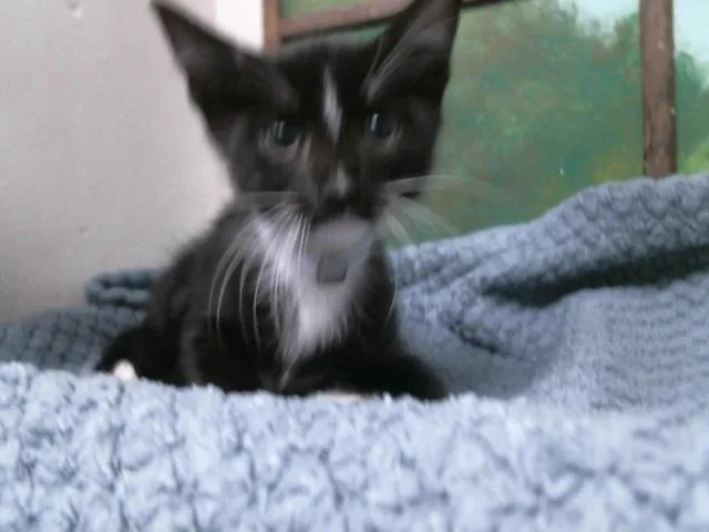 A baby small-sized male Domestic Short Hair cat named Benny for adoption in Houston, TX