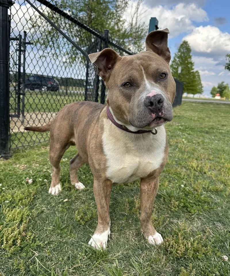 Meatloaf "Duke"