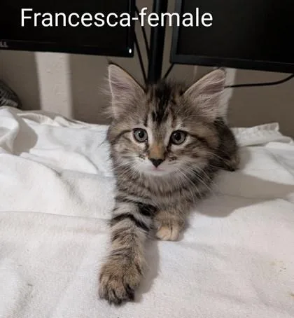 Francesca thumbnail 2