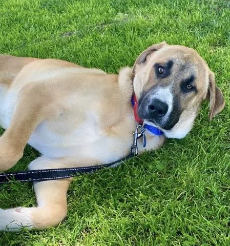 A young large-sized male Great Pyrenees dog named Red for adoption in Bakersfield, CA