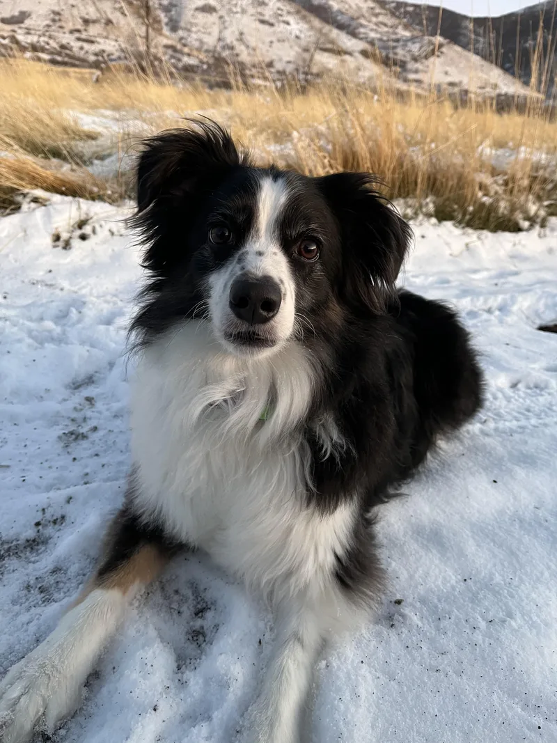An adult medium-sized male Bicolor Australian Shepherd dog named Murphy for adoption in Santaquin, UT